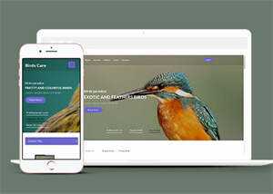 专业鸟类百科HTML网站模板 - 源空间
